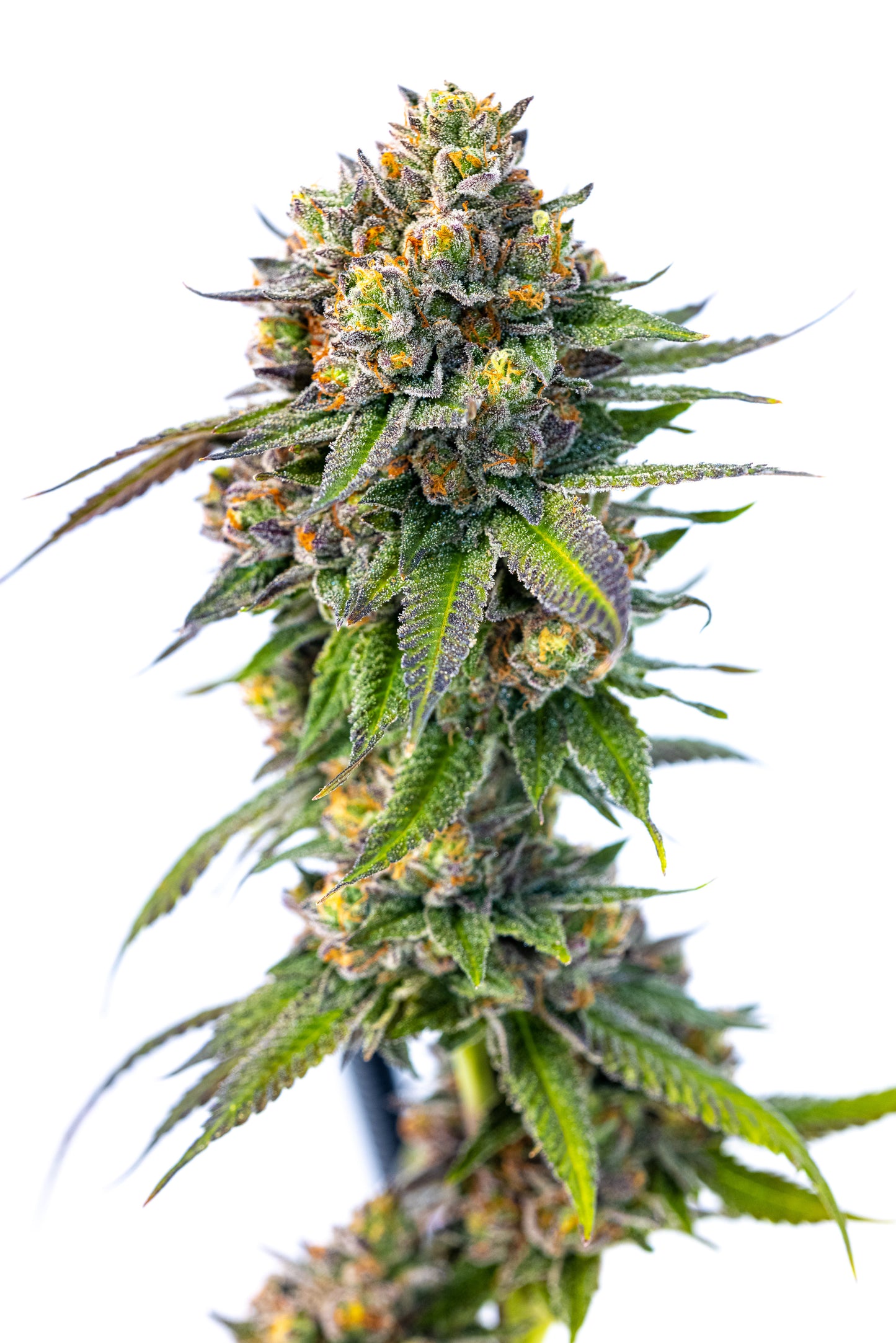 Gelato