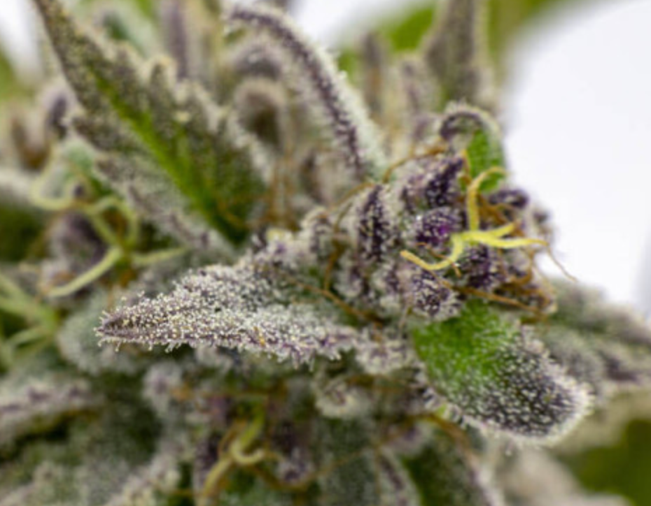 Banana Kush